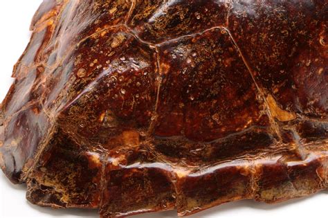 Loggerhead Turtle Shell 的图像结果