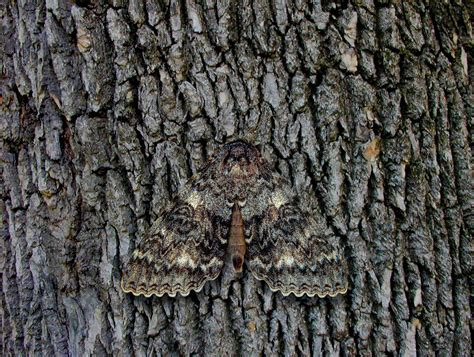 Camouflaged Insects