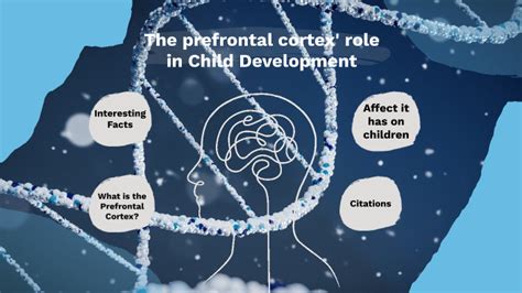 Prefrontal Cortex' role in Child Development by Juleanna Glass on Prezi