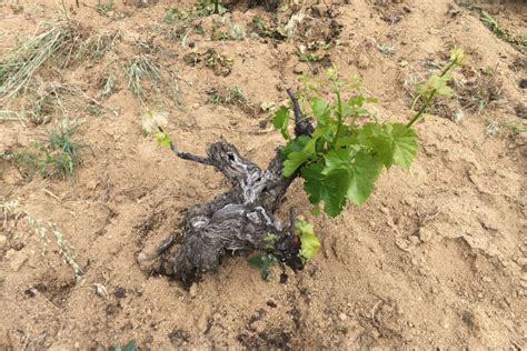 Frost damage to vines across Spain | Long Wines