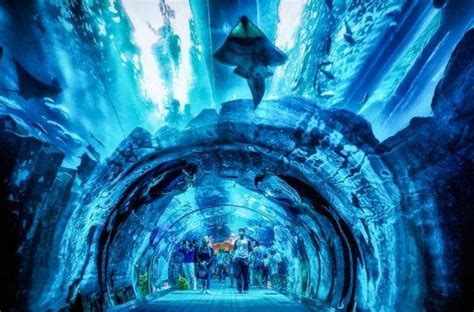 【携程攻略】上海上海海洋水族馆景点,上海水族馆不愧为世界最大人造海水水族馆之一，里面分为以下九个展区…