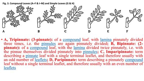 Botanical Terminologies.pptx