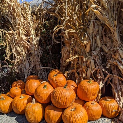 Best Pumpkin Patches in Orange County | Enjoy OC