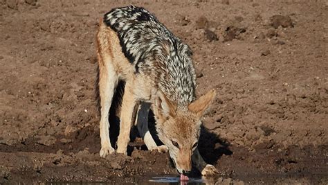 Meaning of siyar in English | Rekhta Dictionary