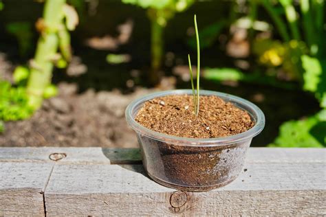7 DIY Seed Pots From Common Household Items for Starting Seeds Indoors