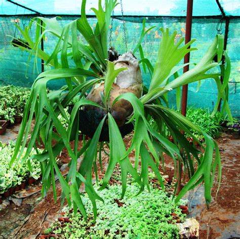 Buy Ferns Online: Exquisite Boston, Bird Nest & Staghorn Varieties