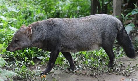 Short eared dog facts, distribution & population | BioDB