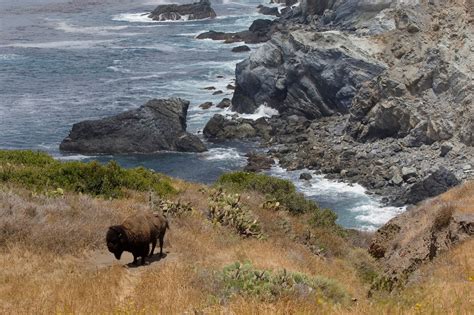 California Historical Society: Bison, Our National Mammal, at Home on ...