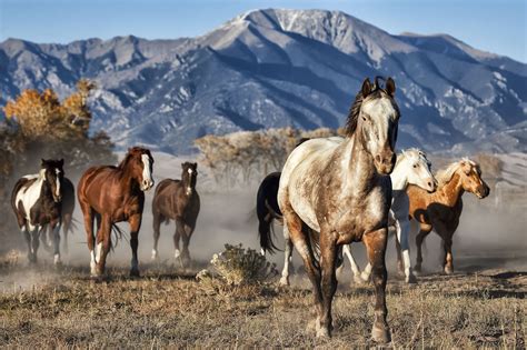 A Leader of Running Horses with Mountain Backdrop | Horses, Running ...