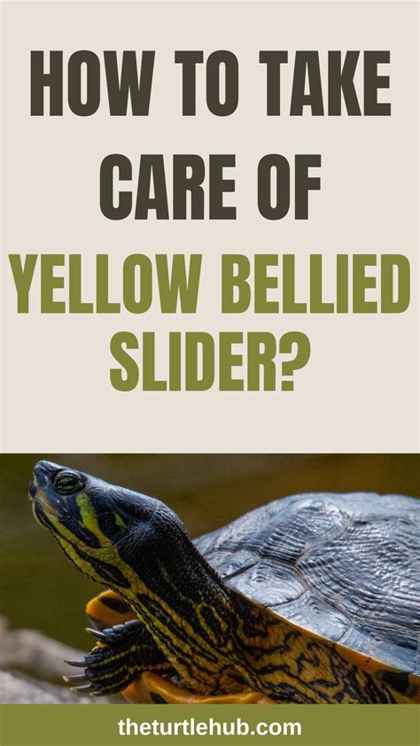 How To Take Care Of Yellow Bellied Slider? [Diet, Diseases, Care Sheet] | Yellow bellied slider ...