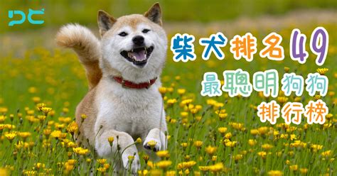 【柴犬排名 49】最聰明狗狗排行榜｜PetbleCare 寵物保險