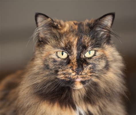 玳瑁猫是世界上最丑的猫？