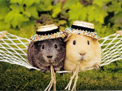 [100+] Cute Guinea Pig Pictures | Wallpapers.com