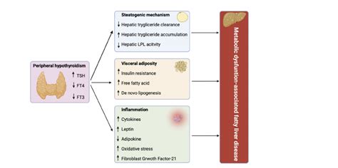 Understanding the Relationship Between Thyroid Hormones and Liver Func ...