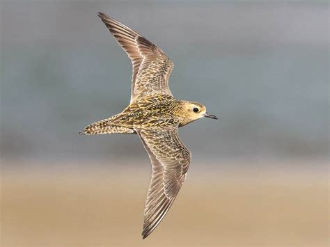 Pacific Golden-Plover - eBird