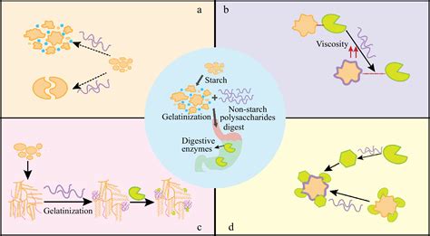 Effects of non-starch polysaccharide on starch gelatinization and ...