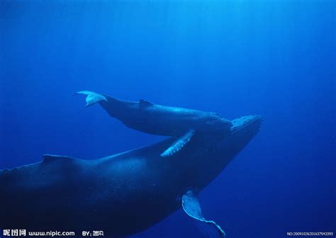 2046年鯨魚滅絕？──2023世界海洋日的省思