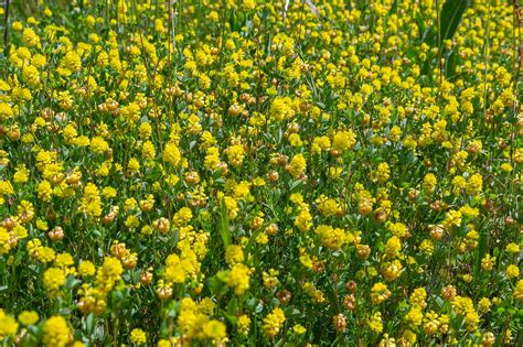 Shamrock vs. Clover: What Are the Differences and Why Do They Matter ...