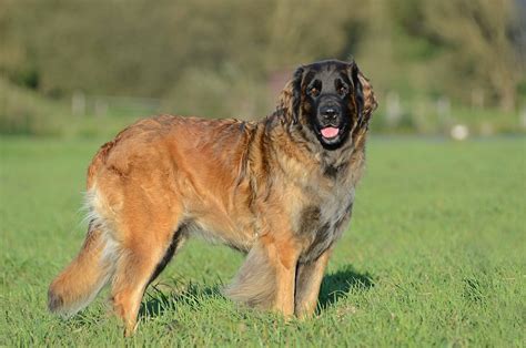 Newfoundland Vs Leonberger Comaprison - Best For Pets
