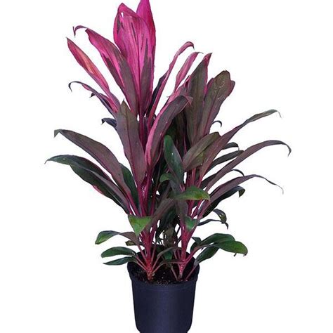 Buy Dracaena Mysore Ruby Plants Online Delhi NCR, Order Dracaena Mysore ...