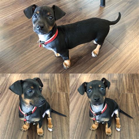 Chihuahua Beagle Terrier Mix