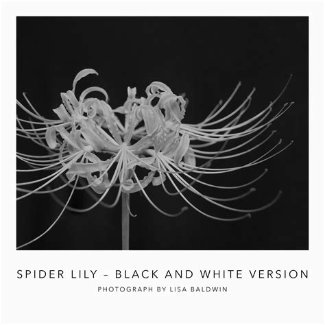 Red Spider Lily Wallpaper