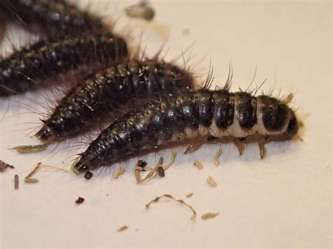 Nuisance and household pests-Carpet beetle and hide beetle | Pacific ...