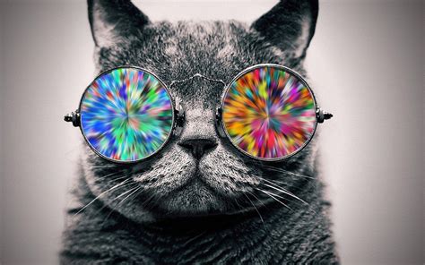 Cat Wearing Glasses Wallpapers - Top Free Cat Wearing Glasses ...