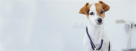 Animal Hospital in Edmonton, AB | Hermitage Veterinary Hospital