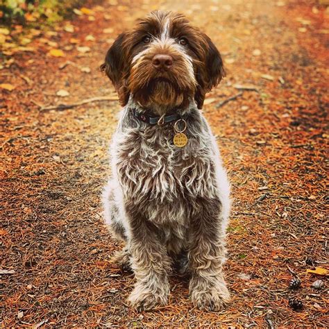 14 Things To Know About Wirehaired Pointing Griffons | PetPress