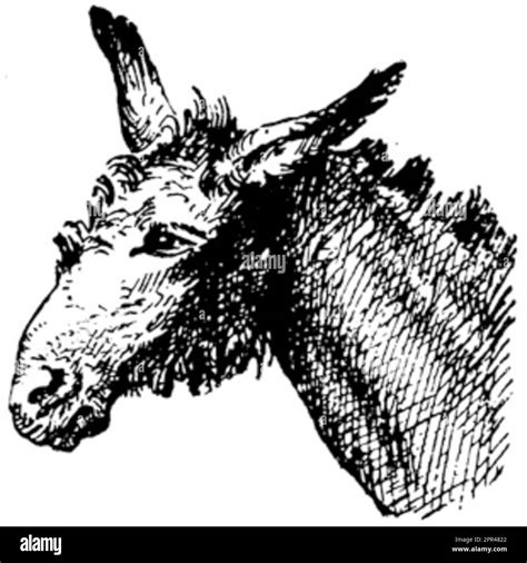 Horse, donkey, mule Stock Photo - Alamy