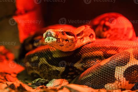 Image result for Red Python Snake Graphic
