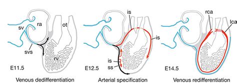 Image result for Mouse Embryo Circulation System Development