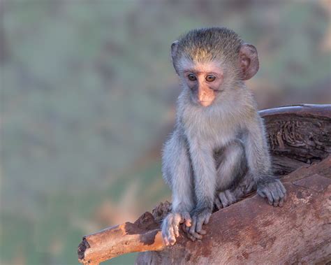Definitive Guide To Vervet Monkey Facts, Habitat, Conservation Status ...