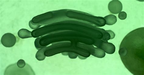 Image result for Alien DNA Found