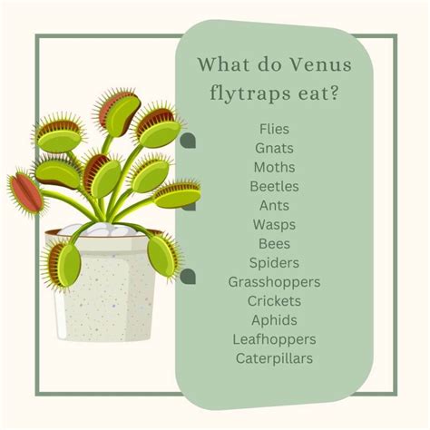 Do Venus Fly Traps Eat Spiders? Eating Habits Explained