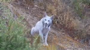 World's First-Ever White Iberian Lynx Gets Spotted In Spain, Leaves ...
