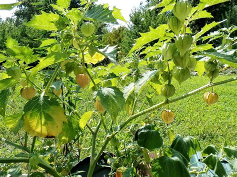 Krazo Acres: Eating the Weeds, Ground Cherries