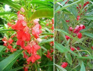 Malcoz Balsam, Dopati Seed Price in India - Buy Malcoz Balsam, Dopati ...
