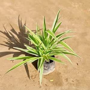 Green Spider Plant, Solid Green Spider Plant, Indoor Office Desk Plant ...