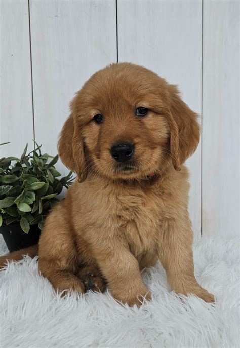 Arlo - Golden Retriever Puppy for Sale in Millersburg, OH | Lancaster ...