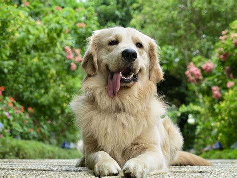 Golden Retriever Do They Bite