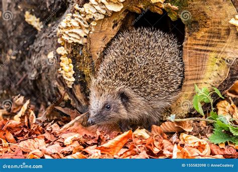 Where Is A Hedgehog's Natural Habitat at Jill Deleon blog