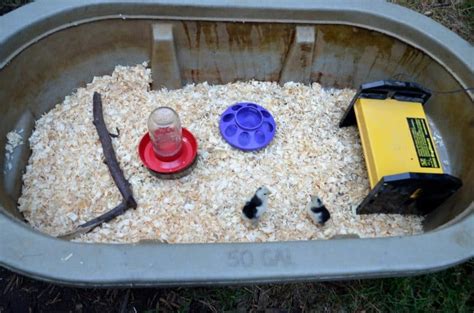 Chicken Brooder Ideas 的图像结果