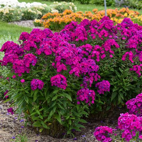 Luminary Ultraviolet Phlox | Plant Addicts