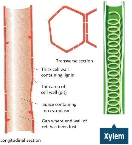 short note on xylem with their types and their function - Brainly.in