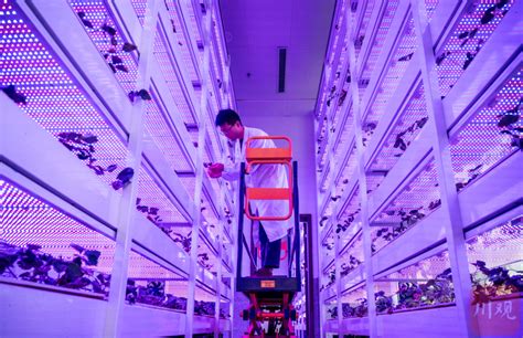 C视频｜在20层“高楼”里种菜！我国自主研发首座无人化垂直植物工厂在川投入使用_腾讯新闻
