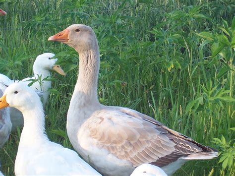 American(Buff, Blue, Lavander,etc.)goose thread! Post pics! | BackYard ...