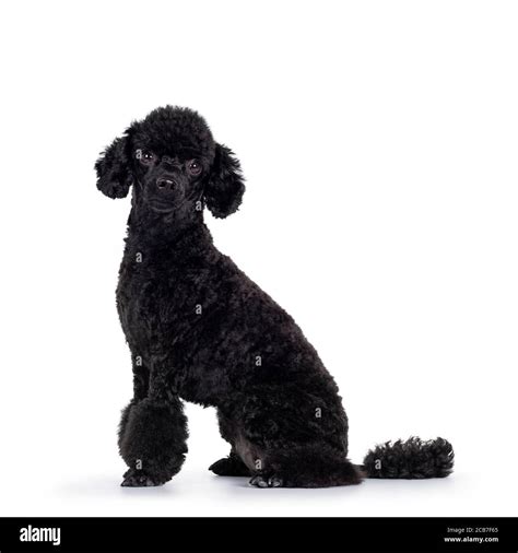Black And White Miniature Poodle