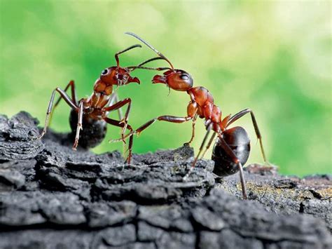 蚂蚁王国的微观生活-蚂蚁,王国,微观,生活,摄影 ——快科技(原驱动之家)--全球最新科技资讯专业发布平台